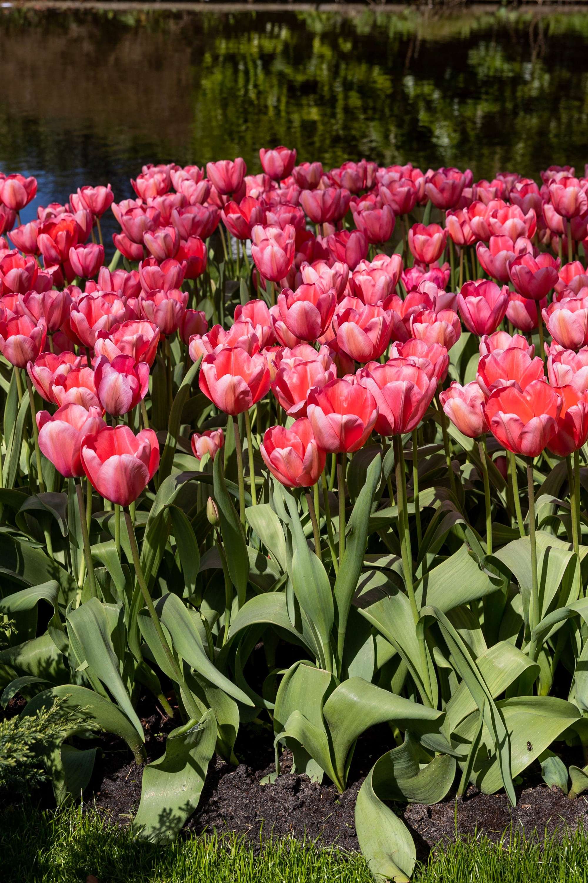 Tulpe 'Pink Impression'